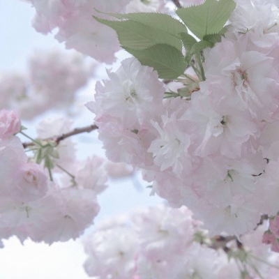 肃南FurryQQ群介绍